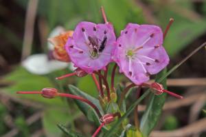 Bog laurel plants are toxic to mammals; pollinating bees that feed on the pollen make toxic honey. (Courtesy Photo / Bob Armstrong)