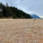 Lauren Cusimano / For the Juneau Empire 
The King land with tree swallow nest boxes on the Mendenhall Wetlands.