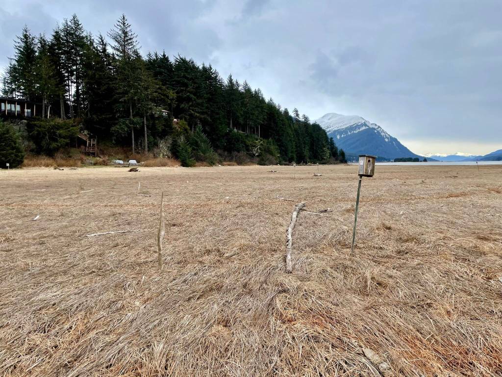 Lauren Cusimano / For the Juneau Empire 
The King land with tree swallow nest boxes on the Mendenhall Wetlands.