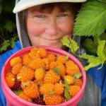 Courtesy Photo / Vivian Faith Prescott 
The author picking salmonberries in Wrangell last summer.