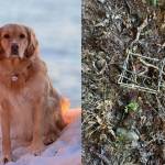 These photos show Nova, a 3-year-old golden retriever, and the illegally placed body hold trap, commonly referred to as a Conibear trap, that caught her while walking near Outer Point Trail last week. (Courtesy / Jessica Davis)