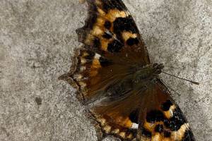 A Compton tortoiseshell butterfly pauses between flights in Two Rivers resident Rod Boyce’s garage in January 2023. Photo by Rod Boyce.
