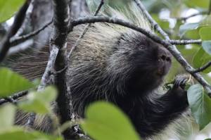 Ben Hohenstatt / Juneau Empire File 
A porcupine dines in mid-August near the Mendnehall Glacier.