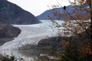 A bald eagle looks toward the Mendenhall Glacier near the visitor center. (Jonson Kuhn / Juneau Empire File)