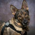 This photo shows K-9 Buddy who alerted authorities to a suspicious package. Two people were arrested on felony drug charges after a search found 177 grams of methamphetamine in the package, according to police. (Courtesy Photo / JPD)