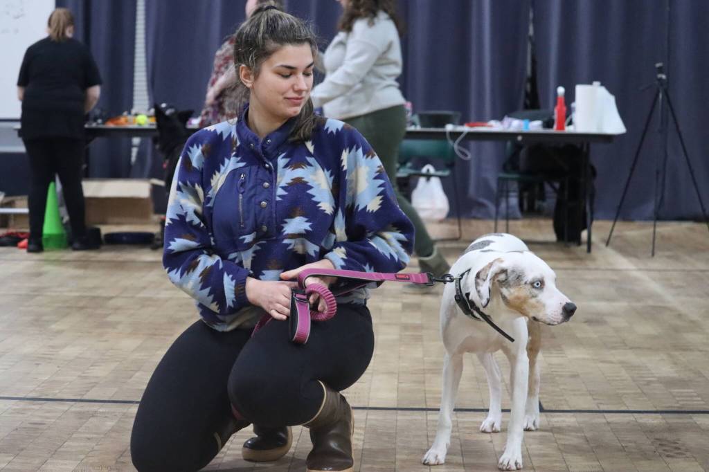 CC, 1, with owner Miranda Guizio attend Saturdays No Bad Dog Class at the Juneau Arts and Culture Center to help with CCs anxiety around other people and dogs. (Jonson Kuhn / Juneau Empire)