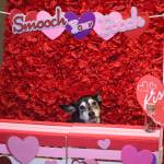 Hailey Stockton helps her dog Marlie pose for a photo behind the kissing booth at McGivneys Downtown as part of Pawlentines Day on Saturday, hosted by Juneaus Downtown Business Association. (Jonson Kuhn / Juneau Empire)