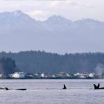 In this Jan. 18, 2014, file photo, endangered orcas swim in Puget Sound and in view of the Olympic Mountains just west of Seattle, as seen from a federal research vessel that has been tracking the whales. (AP Photo/Elaine Thompson, File)