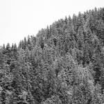 Clarise Larson / Juneau Empire 
Fresh snow clings to pine trees in the Mendenhall Valley area Tuesday afternoon.