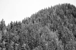 Clarise Larson / Juneau Empire 
Fresh snow clings to pine trees in the Mendenhall Valley area Tuesday afternoon.