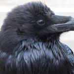 Ravens like this one inspire people to respond to their calls, and sometimes to pick up a pencil. (Courtesy Photo / Ned Rozell)