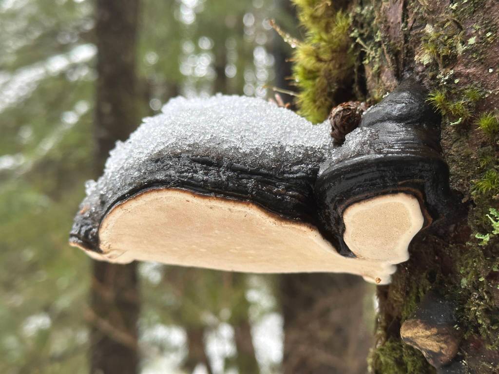 This photo was taken along the Treadwell Mine Historic Trail. (Courtesy Photo / Deana Barajas)