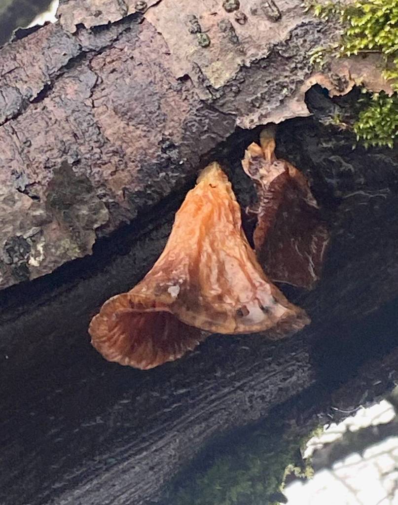 wet bell-shaped mushroom clings precariously to a decaying tree trunk near Sandy Beach on Feb. 18. (Courtesy Photo / Denise Carroll)