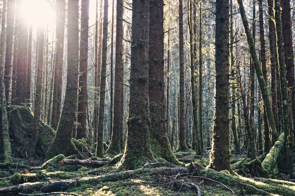 The sun makes a rare appearance in the middle of winter on Prince of Wales Island. (Courtesy Photo / Marti Crutcher)