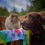 Mr. Buns, Lucys house bunny and dog Chuck wait for their new float house home. (Courtesy Photo / Lucy Moline-Robinson)