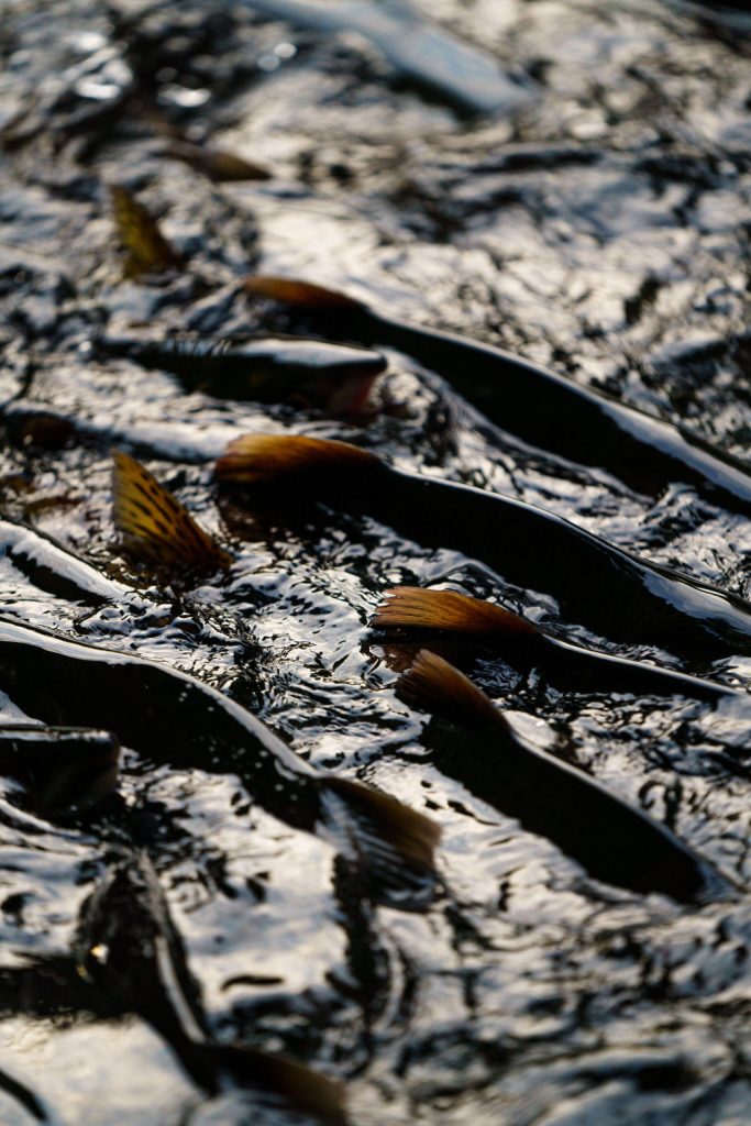 Salmon running through the center of Hydaburg. (Bethany Goodrich / Sustainable Southeast Partnership)