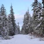 Fresh snow covers West Douglas Pioneer Road Saturday afternoon. Monday evening the City and Borough of Juneau Assembly discussed whether to move forward with a local company which seeks to gain access to provide electric-assisted bicycle tours on the city-owned gravel road. (Clarise Larson / Juneau Empire)
