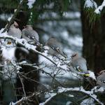 Five Bohemian waxwings rest on a snowy branch between bouts of feeding. (Courtesy Photo / Kerry Howard)