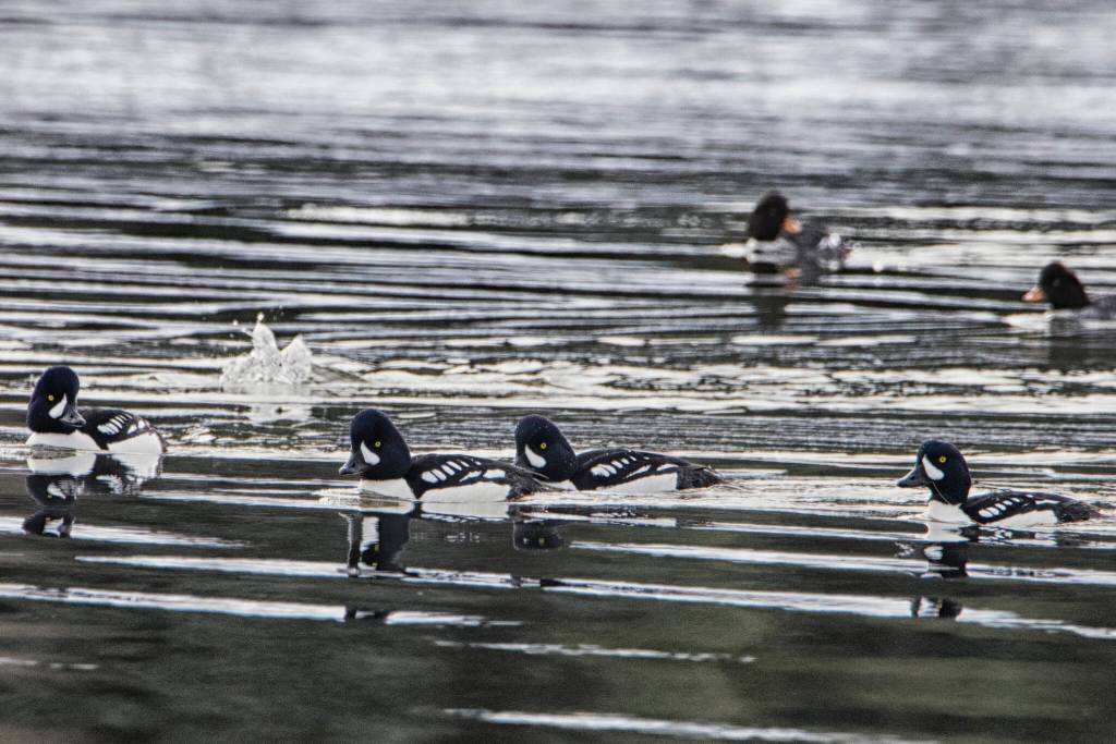 Four male Barrows goldeneye on Eagle River. (Courtesy Photo / Kenneth Gill, gillfoto)