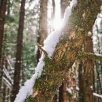 Sun casts its light on a mossy tree covered in snow on Prince of Wales Island. (Courtesy Photo / Marti Crutcher)