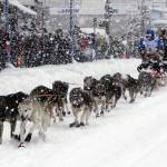 FILE - Jeff King takes his sled dog team through a snowstorm in downtown Anchorage, Alaska, March 4, 2022, during the ceremonial start of the Iditarod Trail Sled Dog Race. Only 33 mushers will participate in the ceremonial start of the Iditarod on Saturady, March 4, the smallest field ever. (AP Photo / Mark Thiessen)