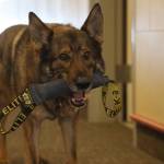 Clarise Larson / Juneau Empire 
Buddy chews on his reward for successfully alerting his handler to narcotics hidden for training at Juneau Police Station Tuesday afternoon.
