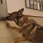 Clarise Larson / Juneau Empire
Buddy sniffs a fire extinguisher cabinet with narcotics hidden inside for training at Juneau Police Station Tuesday afternoon.