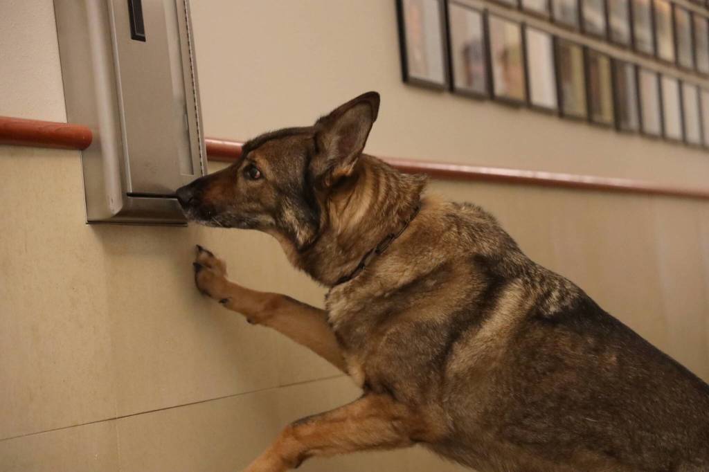 Clarise Larson / Juneau Empire
Buddy sniffs a fire extinguisher cabinet with narcotics hidden inside for training at Juneau Police Station Tuesday afternoon.