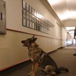 Clarise Larson / Juneau Empire 
Buddy sits in front of a fire extinguisher cabinet to notify his handler that narcotics are hidden inside it.