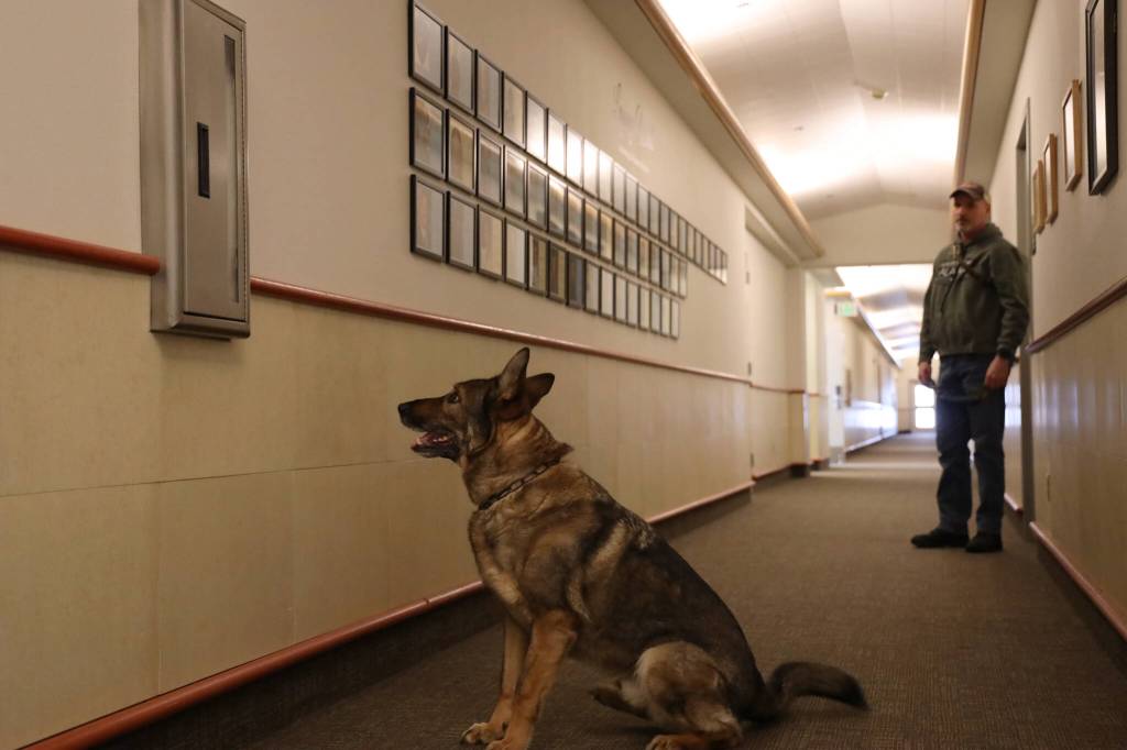 Clarise Larson / Juneau Empire 
Buddy sits in front of a fire extinguisher cabinet to notify his handler that narcotics are hidden inside it.