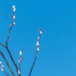 The earliest willows to show signs of life are feltleaf willows, this one with large buds. (Courtesy Photo / Kerry Howard)