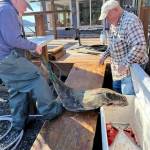 Vivian Faith Prescott / For the Capital City Weekly 
Howie Martindale and father-in-law Mickey Prescott get ready to fillet their halibut catch. Mickeys Fishcamp, Wrangell.