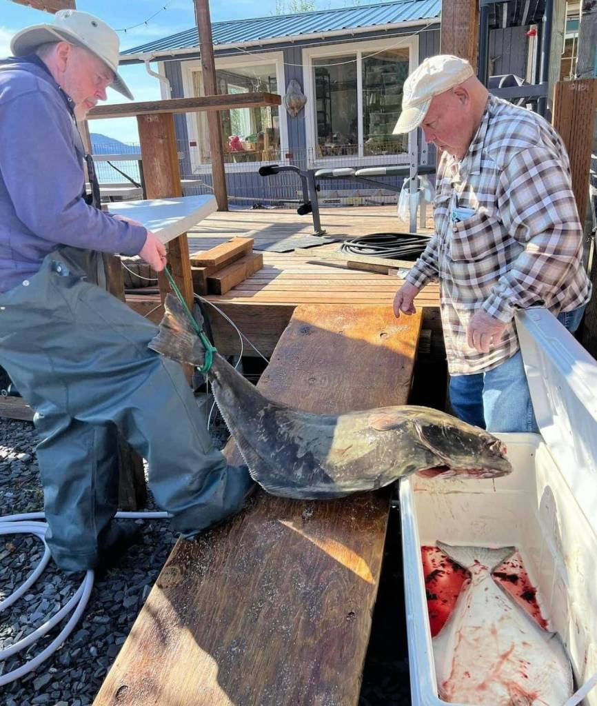 Vivian Faith Prescott / For the Capital City Weekly 
Howie Martindale and father-in-law Mickey Prescott get ready to fillet their halibut catch. Mickeys Fishcamp, Wrangell.