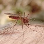 Courtesy Photo / Bob Armstrong 
Female mosquitoes have complex mouthparts, with toothy maxillae that saw a hole in the host, an injection tube for saliva, and another tube for sucking up blood.