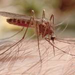 Female mosquitoes have complex mouthparts, with toothy maxillae that saw a hole in the host, an injection tube for saliva, and another tube for sucking up blood. (Courtesy Photo / Bob Armstrong)