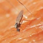 Courtesy Photo / Bob Armstrong 
A female no-see-um tears a hole in a hosts skin with long, tooth-laden mandibles.