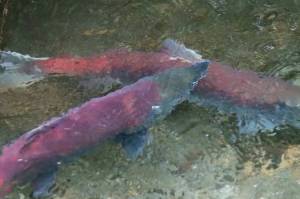 Sockeye salmon return to Steep Creek to spawn during the summer months of 2022. Residents and youth in Juneau are invited to learn more about the species at the Mendenhall Glacier Visitor Center this Saturday for the final installment of the Mendenhall Minis series of the winter. (Ben Hohenstatt / Juneau Empire File)