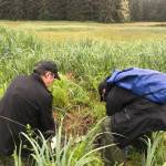Guy Archibald collects clam shell specimens on Admiralty Island. Archibald was the lead author of a recently released study that linked a dramatic increase of lead levels in Hawk Inlets marine ecosystem and land surrounding it on Admiralty Island to tailings released from the nearby Hecla Greens Creek Mine. (Courtesy Photo / John Neary)