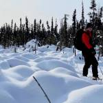 On March 15, 2023, Carrie Vuyovich of NASA Goddard Space Flight Center in Maryland drags a sled through the boreal forest north of Fairbanks as she moves equipment to measure the snowpack. (Courtesy Photo / Ned Rozell)