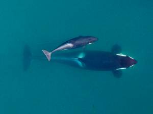 This September 2015, photo provided by NOAA Fisheries shows an aerial view of adult female Southern Resident killer whale (J16) swimming with her calf (J50). New research suggests that inbreeding may be a key reason that the Pacific Northwests endangered population of killer whales has failed to recover despite decades of conservation efforts. The so-called southern resident population of orcas stands at 73 whales. Thats just two more than in 1971, after scores of the whales were captured for display in marine theme parks around the world. (NOAA Fisheries / Vancouver Aquarium)