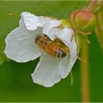 A honeybee explores a thimbleberry flower (Courtesy Photo / Bob Armstrong)