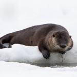 An otter sleeps on the ice near an open channel (Courtesy Photo / Jos Bakker)