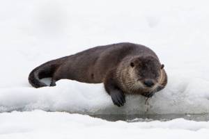 An otter sleeps on the ice near an open channel (Courtesy Photo / Jos Bakker)