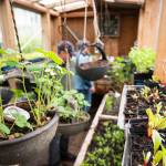 Moby the Mobile Greenhouse is a traveling greenhouse project of the Sustainable Southeast Partnership. Since 2016, Moby has helped jumpstart communities of growers in communities from Kake and Hoonah, to Pelican–where Moby is currently being utilized. (Courtesy Photo / Lione Clare)