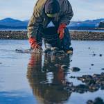 The community of Ḵéex̱ʼ looks to the land and sea for year round sustenance. Harvesting wild foods has connected people to the seasons for thousands of years. (Courtesy Photo / Muriel Reid)