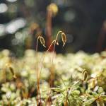 Moss soaking up some afternoon sun. Prince of Wales on April 18. (Courtesy Photo / Marti Crutcher)