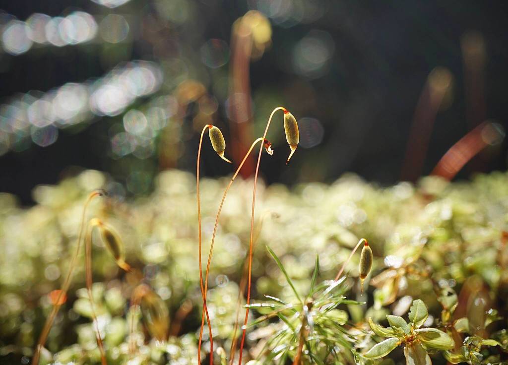 Moss soaking up some afternoon sun. Prince of Wales on April 18. (Courtesy Photo / Marti Crutcher)