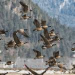 Being there; Canada geese take flight other side of Mendenhall River. (Courtesy Photo / Kenneth Gill, gillfoto)