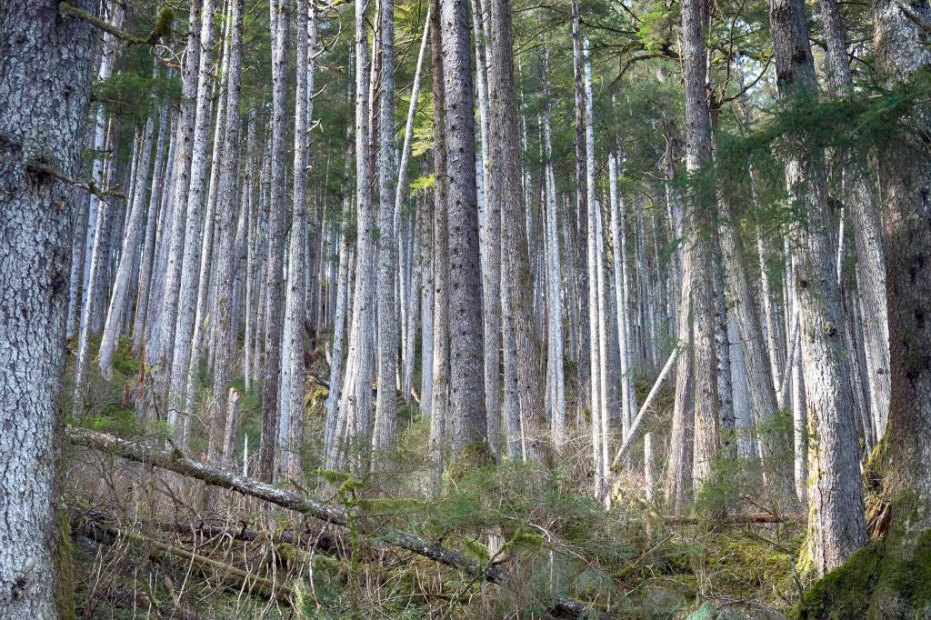 Dense forest along the Boy Scout Trail catches sunlight. (Courtesy Photo / Kenneth Gill, gillfoto)