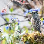 Golden-crowned Sparrow with springtime flowers out the road, Juneau, Alaska. (Courtesy Photo / Kenneth Gill, gillfoto)